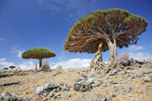 Dragon Blood Tree in Socotra Island, Yemen